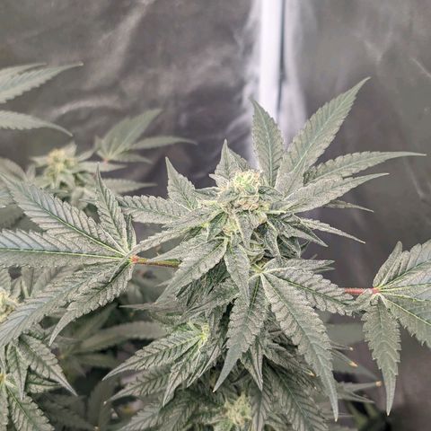 Apple Candies growlog timeline photo