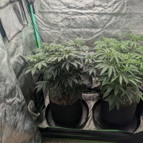 Lemon Cherry Gelato x Black Velvet #1 growlog timeline photo