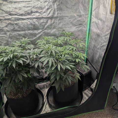 Lemon Cherry Gelato x Black Velvet #1 growlog timeline photo