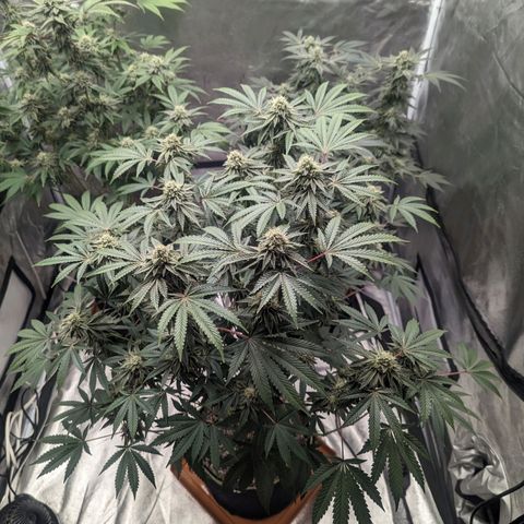Apple Candies growlog timeline photo