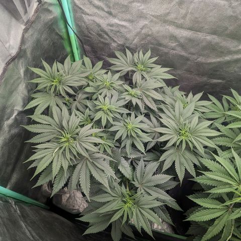 Lemon Cherry Gelato x Black Velvet #1 growlog timeline photo