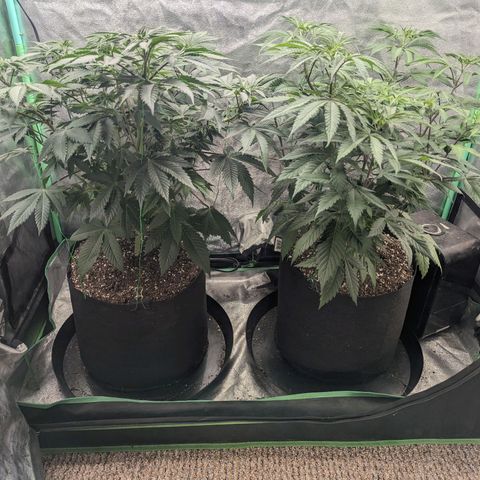 Lemon Cherry Gelato x Black Velvet #1 growlog timeline photo