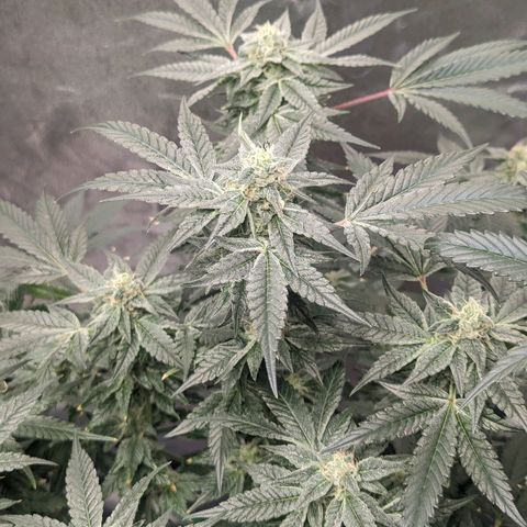 Apple Candies growlog timeline photo
