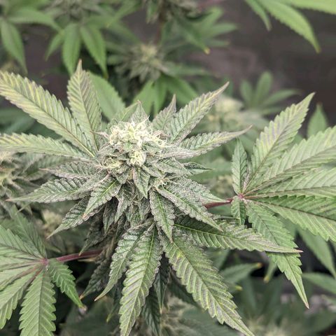 Apple Candies growlog timeline photo
