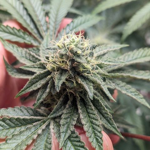 Apple Candies growlog timeline photo