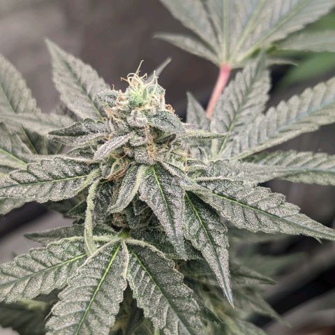 Apple Candies growlog timeline photo