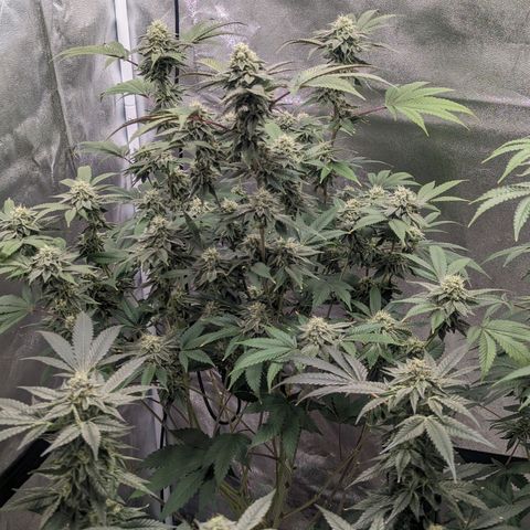 Apple Candies growlog timeline photo