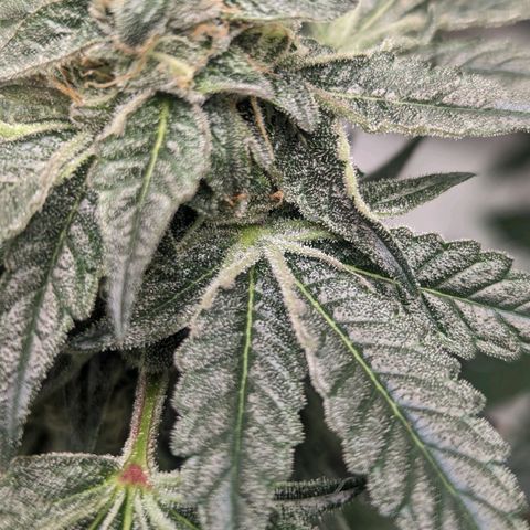 Apple Candies growlog timeline photo