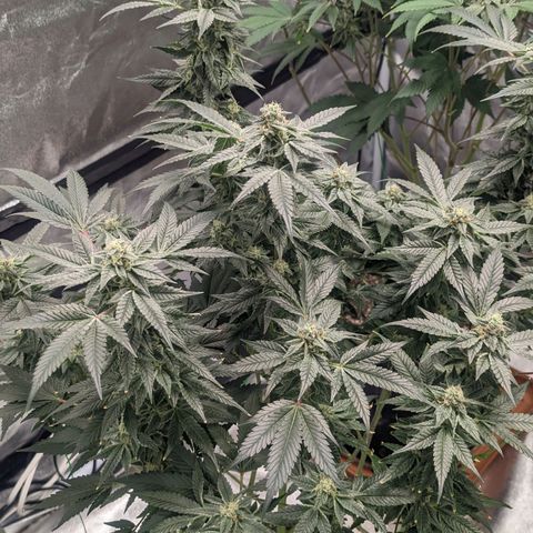 Apple Candies growlog timeline photo