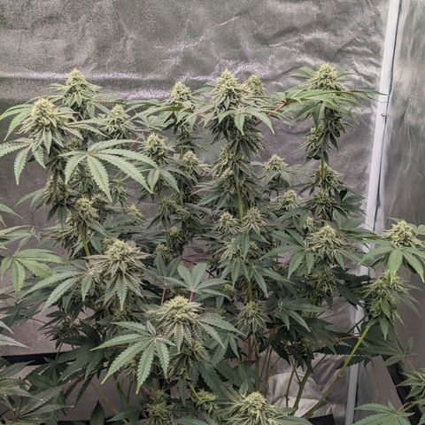 Apple Candies growlog timeline photo