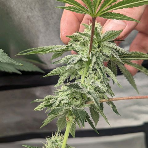 Apple Candies growlog timeline photo