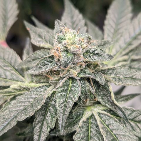 Apple Candies growlog timeline photo