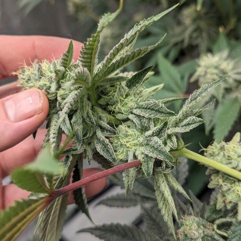 Apple Candies growlog timeline photo
