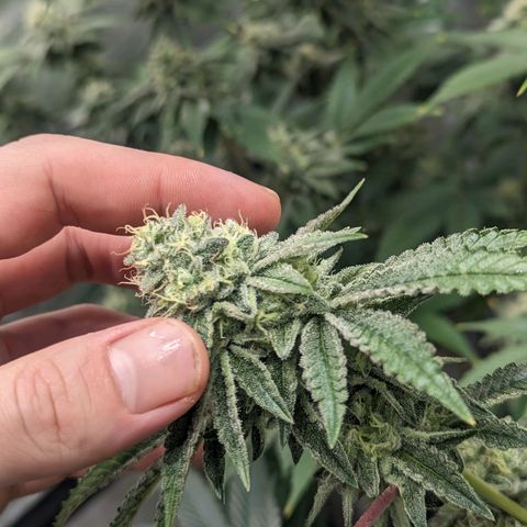 Apple Candies growlog timeline photo