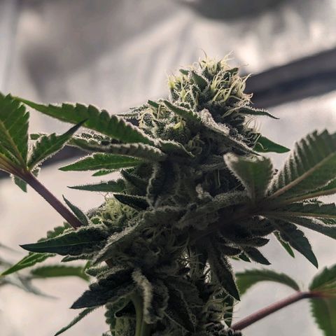 Apple Candies growlog timeline photo