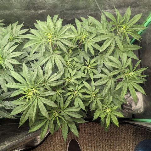Lemon Cherry Gelato x Black Velvet #1 growlog timeline photo