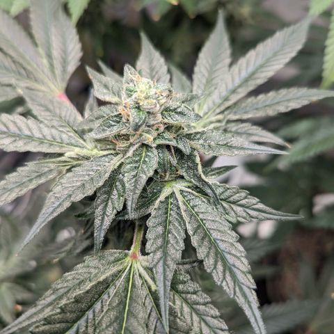 Apple Candies growlog timeline photo