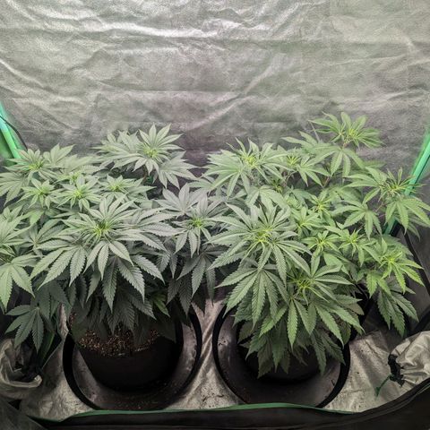 Lemon Cherry Gelato x Black Velvet #1 growlog timeline photo