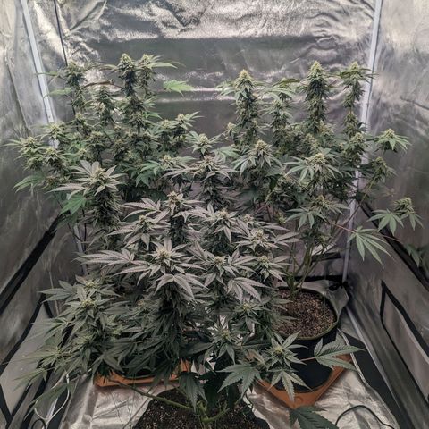 Apple Candies growlog timeline photo