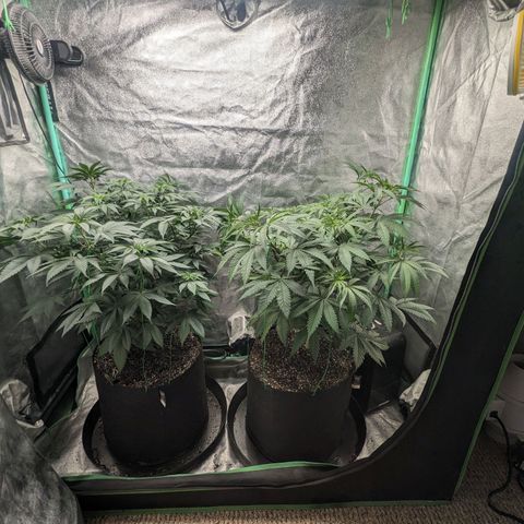 Lemon Cherry Gelato x Black Velvet #1 growlog timeline photo
