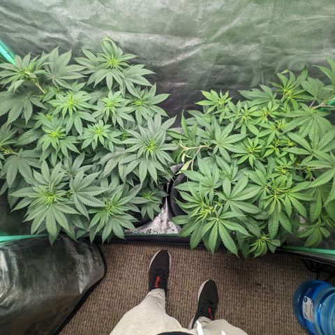 Lemon Cherry Gelato x Black Velvet #1 growlog timeline photo