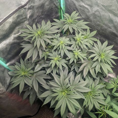 Lemon Cherry Gelato x Black Velvet #1 growlog timeline photo