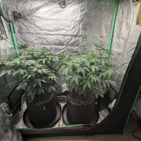 Lemon Cherry Gelato x Black Velvet #1 growlog timeline photo