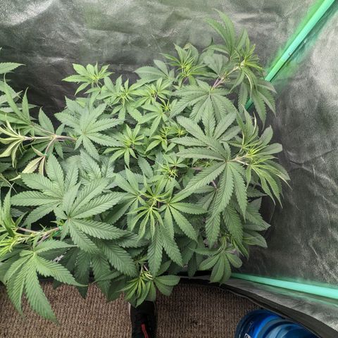 Lemon Cherry Gelato x Black Velvet #1 growlog timeline photo