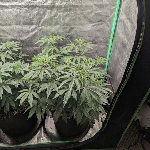 Lemon Cherry Gelato x Black Velvet #1 growlog timeline photo