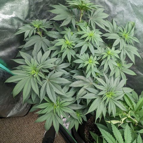 Lemon Cherry Gelato x Black Velvet #1 growlog timeline photo