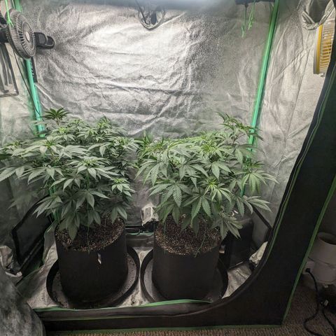 Lemon Cherry Gelato x Black Velvet #1 growlog timeline photo