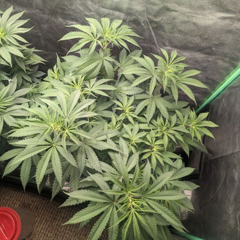 Lemon Cherry Gelato x Black Velvet #1 growlog timeline photo