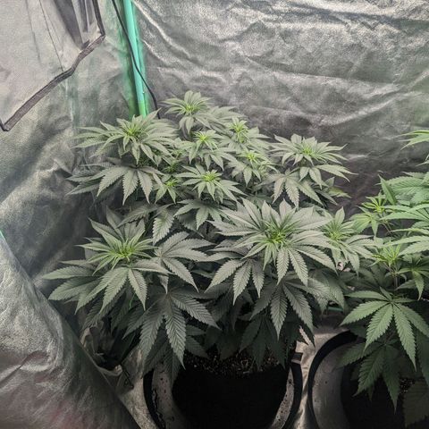 Lemon Cherry Gelato x Black Velvet #1 growlog timeline photo