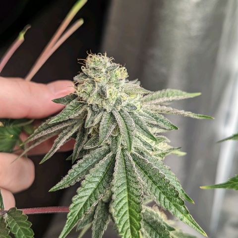 Apple Candies growlog timeline photo