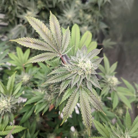 Apple Candies growlog timeline photo