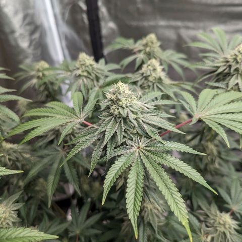 Apple Candies growlog timeline photo