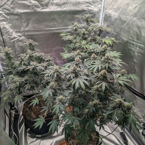 Apple Candies growlog timeline photo