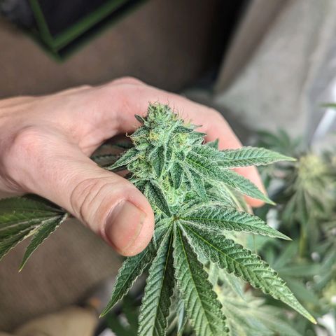 Apple Candies growlog timeline photo