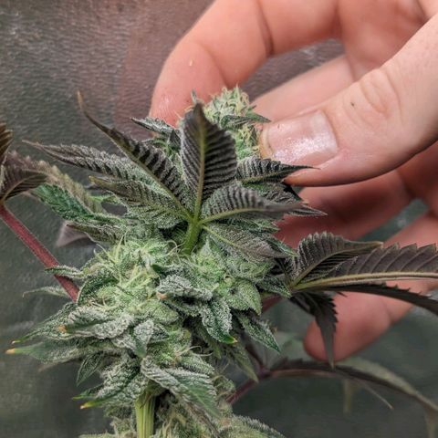 Apple Candies growlog timeline photo