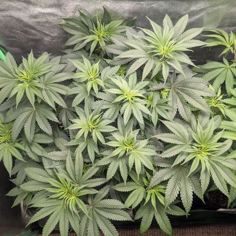 Lemon Cherry Gelato x Black Velvet #1 growlog timeline photo