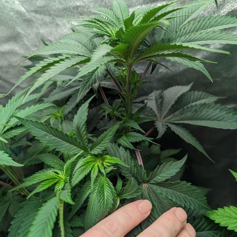 Lemon Cherry Gelato x Black Velvet #1 growlog timeline photo