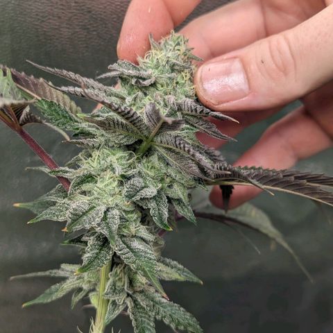 Apple Candies growlog timeline photo