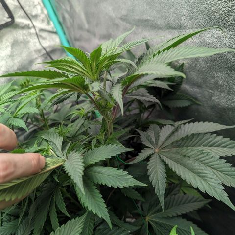 Lemon Cherry Gelato x Black Velvet #1 growlog timeline photo