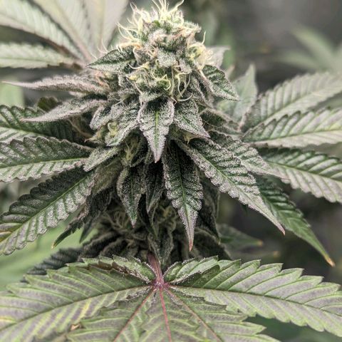 Apple Candies growlog timeline photo