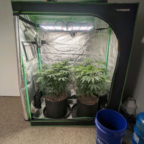 Lemon Cherry Gelato x Black Velvet #1 growlog timeline photo