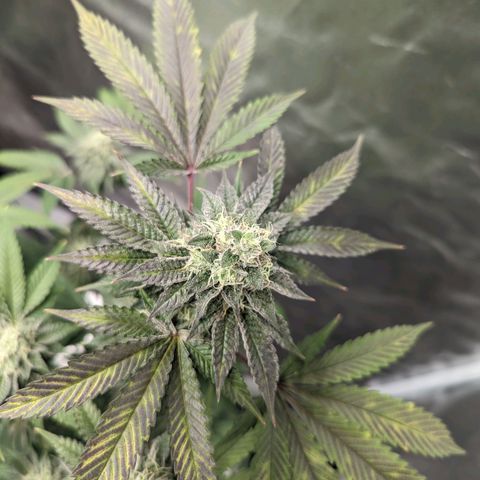 Apple Candies growlog timeline photo