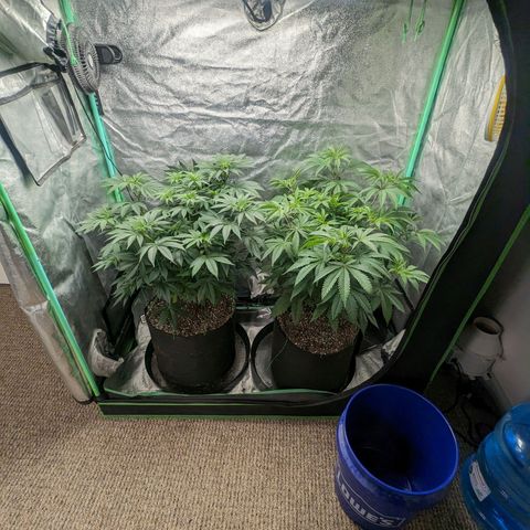 Lemon Cherry Gelato x Black Velvet #1 growlog timeline photo