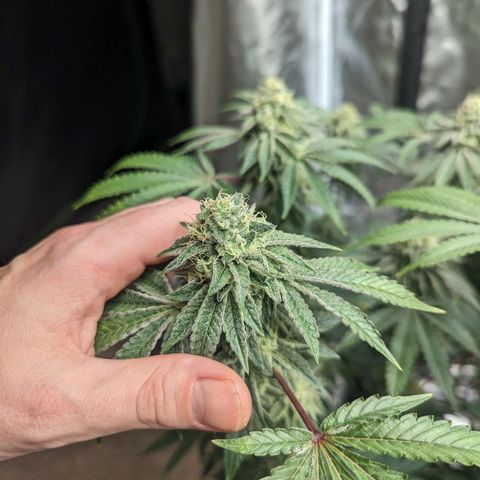 Apple Candies growlog timeline photo