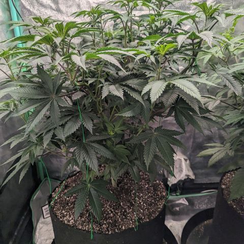 Lemon Cherry Gelato x Black Velvet #1 growlog timeline photo