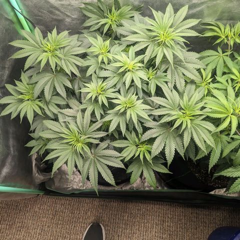 Lemon Cherry Gelato x Black Velvet #1 growlog timeline photo